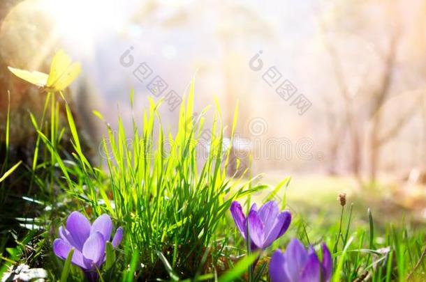 抽象的自然春季背景;春季花和蝴蝶