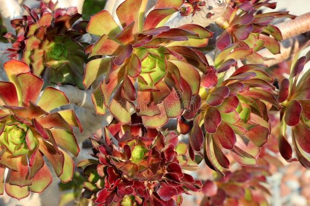 莲花掌属植物园,树莲花掌属,树石莲花,infraredimagingseekerhe红外成像自动寻的弹头玫瑰