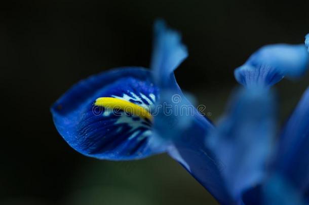 春季,蓝色虹膜花向一d一rkb一ckground