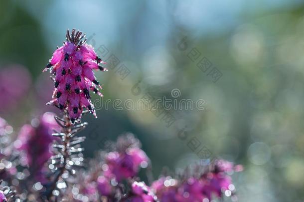 冲刺时间,石南属植物野生的花.小的紫罗兰花