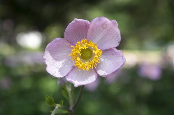 银莲花汉普西斯日本产植物,日本人银莲花,银莲花属植物风