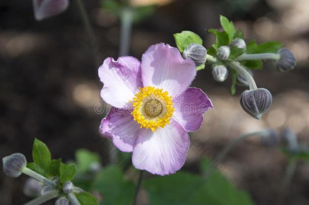 银莲花汉普西斯日本产植物,日本人银莲花,银莲花属植物风