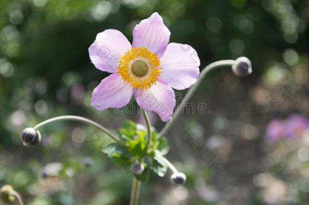 银<strong>莲</strong>花汉普西斯日本产植物,日本人银<strong>莲</strong>花,银<strong>莲</strong>花属植物风