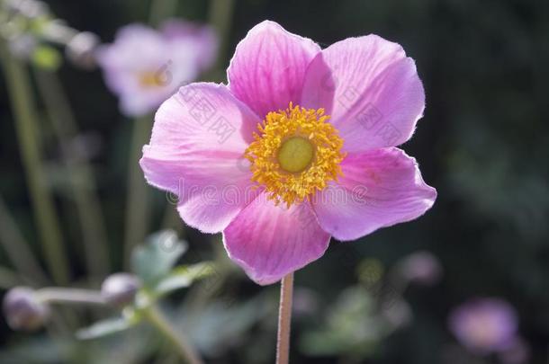 银<strong>莲</strong>花汉普西斯日本产植物,日本人银<strong>莲</strong>花,银<strong>莲</strong>花属植物风