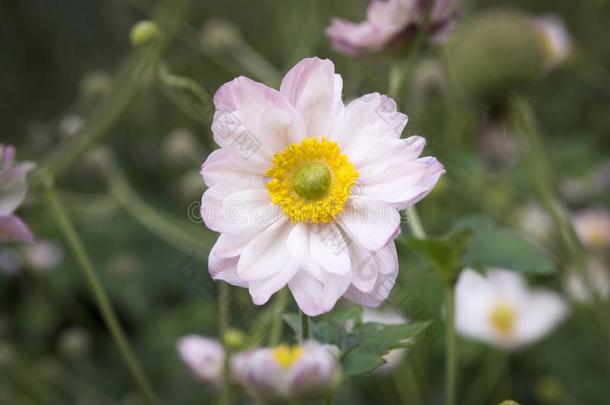 银莲花汉普西斯日本产植物,日本人银莲花,银莲花属植物风