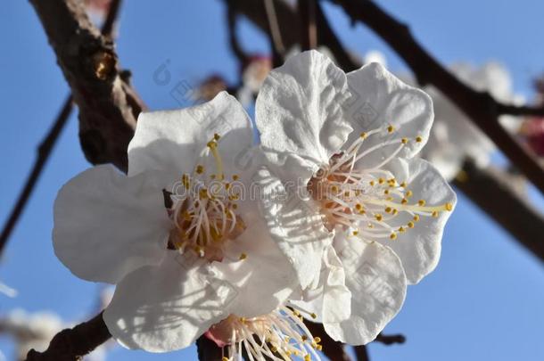 开花树树枝