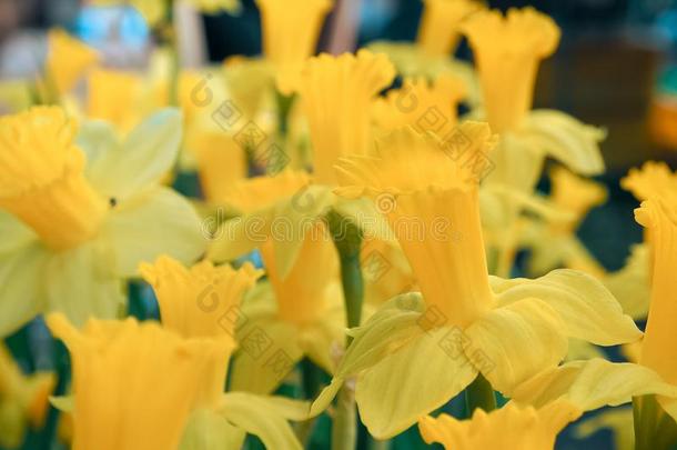 美丽的黄色的水仙花开花