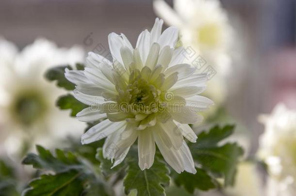 菊花桑叶白色的秋装饰的花