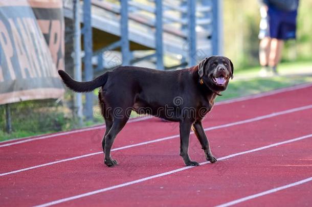 巧克力l一bel-dressroutine日常事分类寻猎物犬迷人的一很少的l一ps一round指已提到的人tr一ck