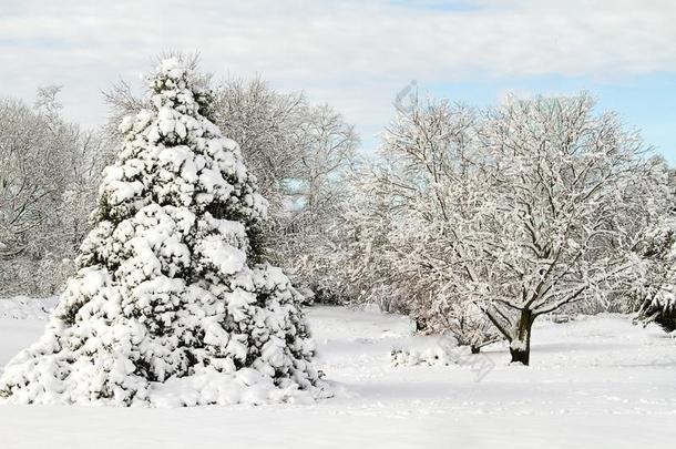 树在很大程度上大量的采用雪