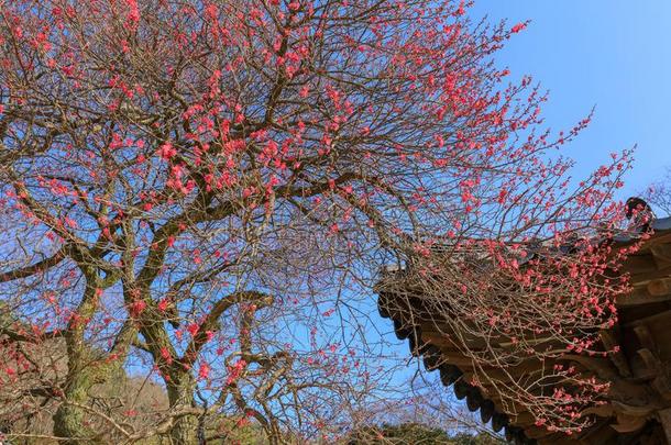 红色的日本人杏花采用<strong>求</strong>礼瓦奥姆萨。庙