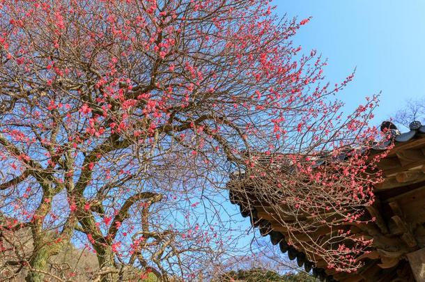 红色的日本人杏花采用求礼瓦奥姆萨。庙