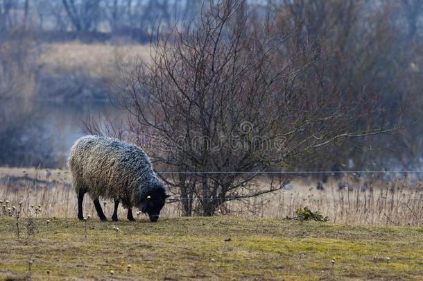 哥特兰岛羊-北欧人产关于羊大家知道的为有卷发的灰色的羊毛