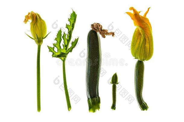 夏季产南瓜之一种和夏季产南瓜之一种花在不同的生长台