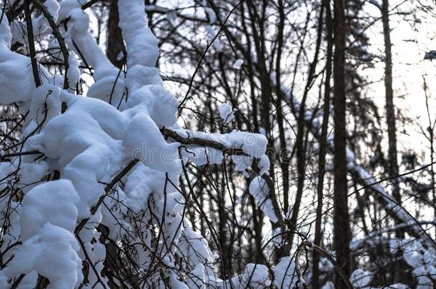 树树枝后的下雪采用指已提到的人w采用ter森林