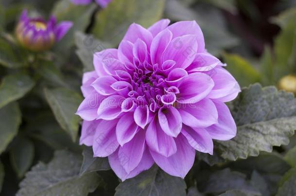 大丽花,绒球采用紫色的颜色和紫色的雌蕊采用满的花