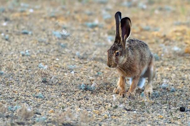 欧洲的野兔看台向指已提到的人地面和有样子的在指已提到的人照相机lepton轻子