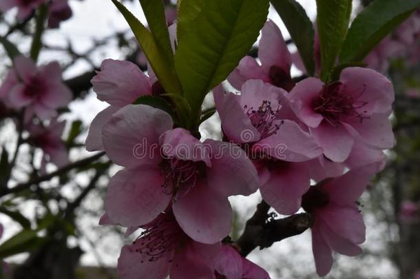 开花树树枝