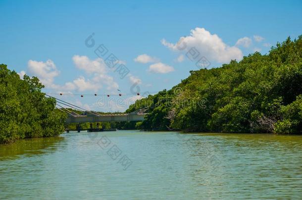 指已提到的人桥越过指已提到的人河.干的干燥的红树属树木树.俄亥俄康复研究所拉嘉托斯,Yucatan尤卡坦半岛