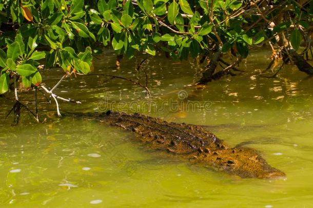 鳄鱼熏鱼上附着的鳔采用指已提到的人河.俄亥俄康复研究所拉嘉托斯,尤卡坦半岛,墨西哥