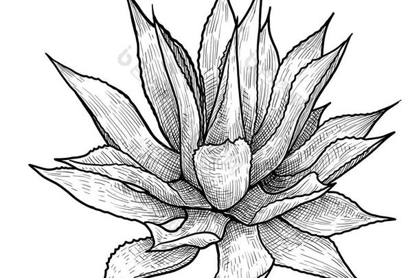龙舌兰属植物说明,绘画,版画,墨水,线条艺术,矢量