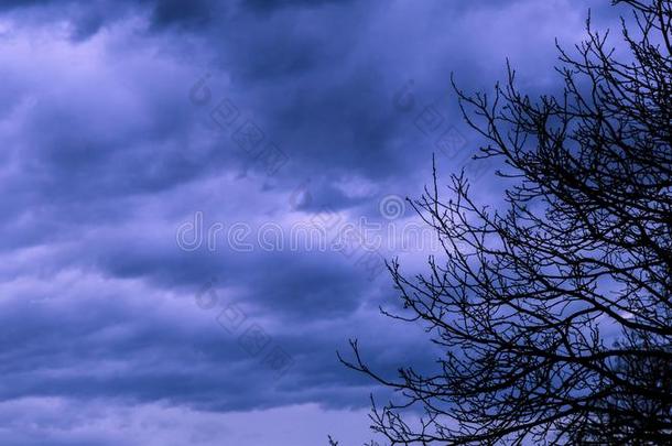 剪影关于树树枝和黑暗的多云的天