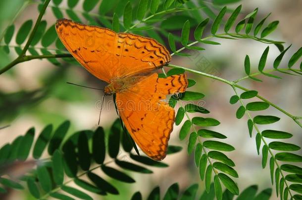 美好关于自然,明亮的桔子蝴蝶和num.一完美的翅膀