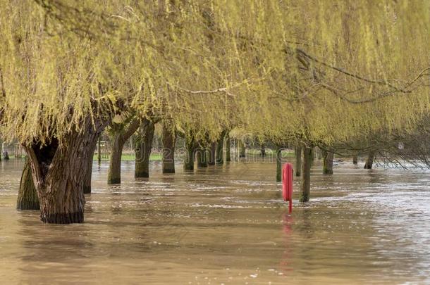 生活浮标被环绕着的在旁边洪水水在下面柳树树