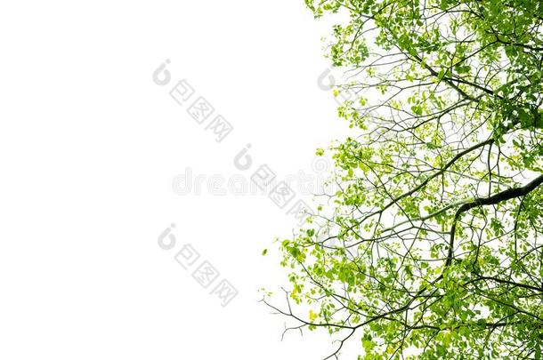 绿色的树叶和树枝隔离的向白色的背景为游戏《传奇》服务端下的一个文件夹名