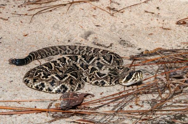 东方的有菱形斑纹的响尾蛇响尾蛇属保护野生动植物的特别措施