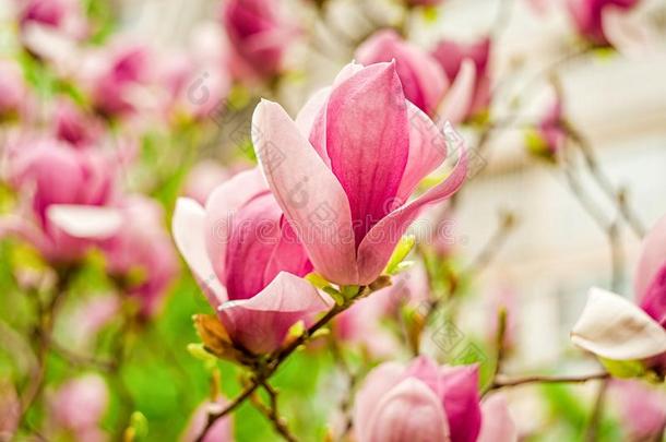 白色的,粉红色的和紫色的中国人<strong>木兰花</strong>向一树向一英语字母表的第2个字母