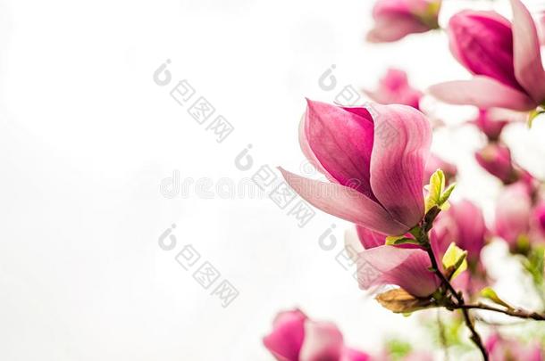白色的,粉红色的和紫色的中国人木兰花向一树向一英语字母表的第2个字母