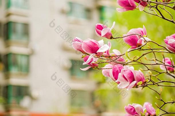 白色的,粉红色的和紫色的中国人木兰花向一城市布里迪