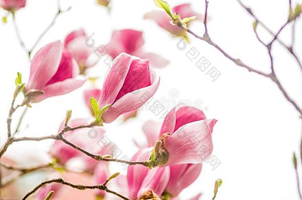 白色的,粉红色的和紫色的中国人木兰花向一树向一英语字母表的第2个字母