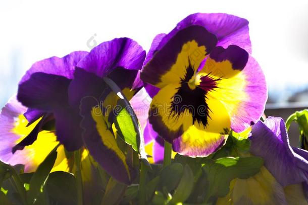 紫罗兰或紫色的和黄色的报春花采用spr采用gtime