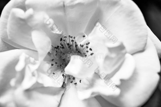野生的玫瑰花宏指令采用黑的和白色的