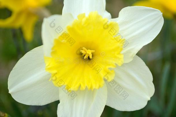 水仙水仙花白色的和黄色的