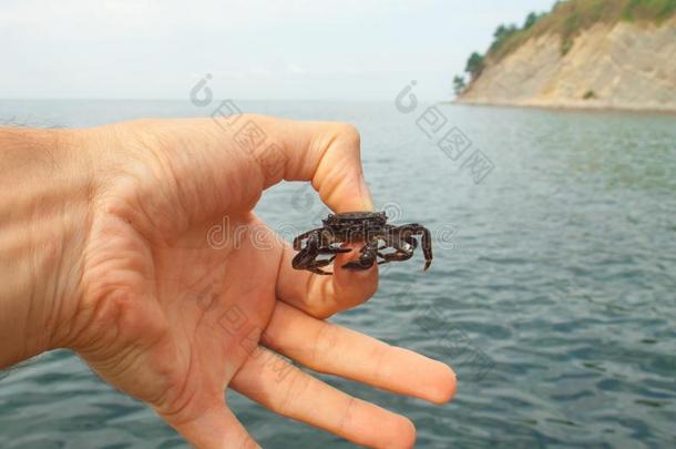小的蟹采用手