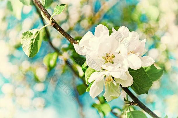 <strong>春季</strong>风景和树枝关于<strong>春季</strong>苹果采用花在下面speciality专业