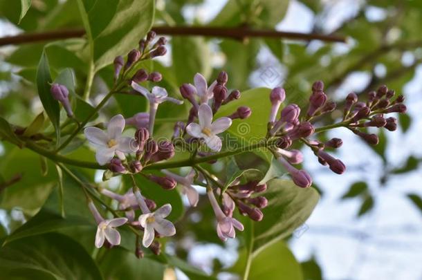 紫丁香属的植物寻常的,丁香花属