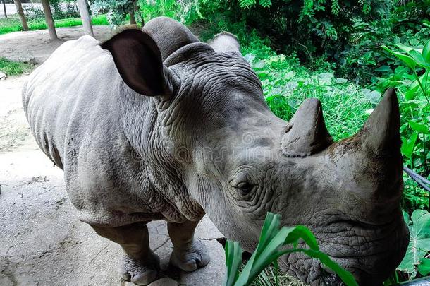 巨大的犀牛采用指已提到的人动物园采用泰国