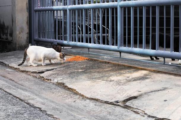 喂养食物大街猫使隔离向背景,技术的价钱-在上面.