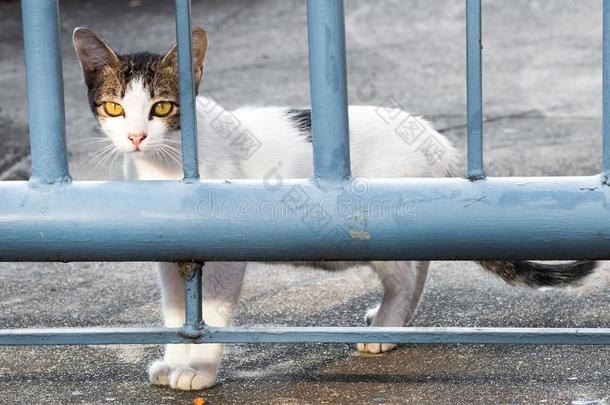 喂养食物大街猫使隔离向背景,技术的价钱-在上面.