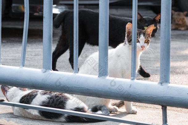 喂养食物大街猫使隔离向背景,技术的价钱-在上面.