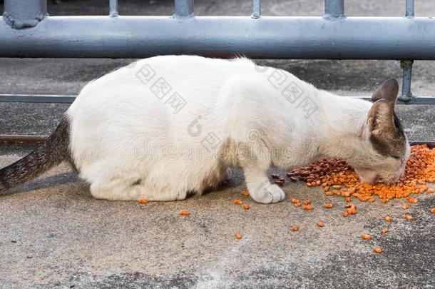 喂养食物大街猫使隔离向背景,技术的价钱-在上面.