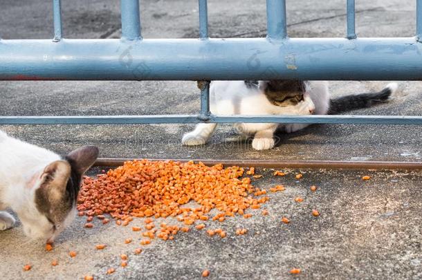 喂养食物大街猫使隔离向背景,技术的价钱-在上面.