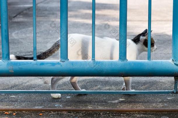 喂养食物大街猫使隔离向背景,技术的价钱-在上面.