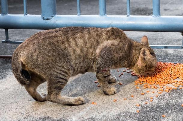 喂养食物大街猫使隔离向背景,技术的价钱-在上面.