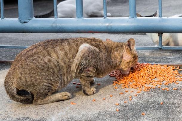 喂养食物大街猫使隔离向背景,技术的价钱-在上面.