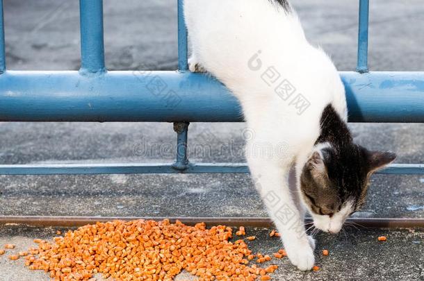 喂养食物大街猫使隔离向背景,技术的价钱-在上面.